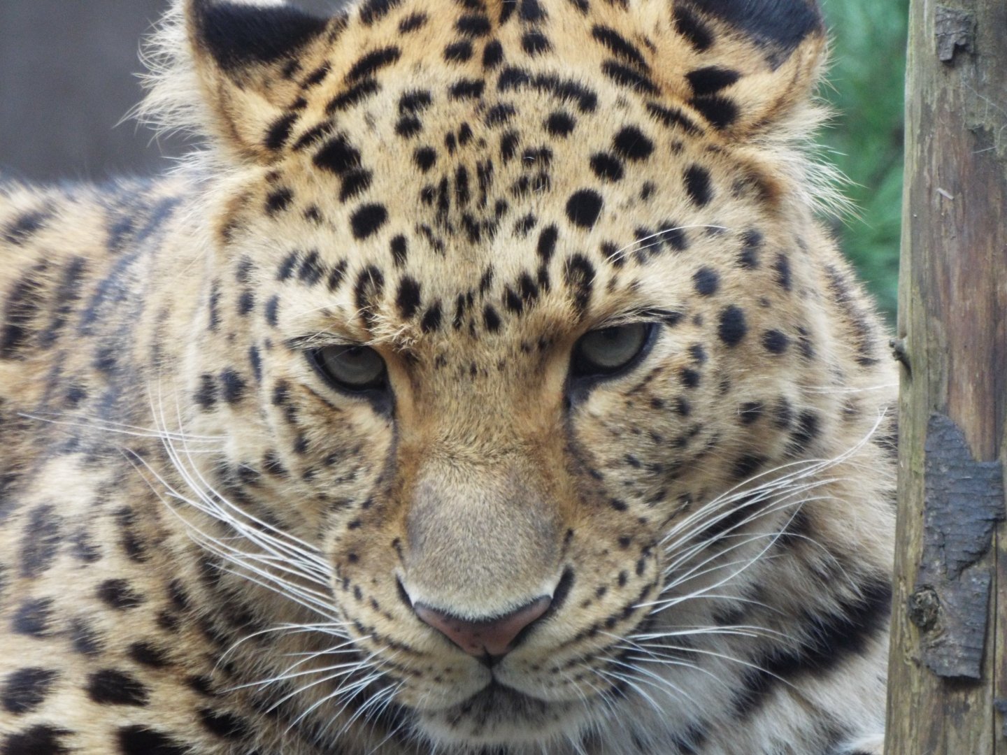 Amur Leopard - Twycross Zoo