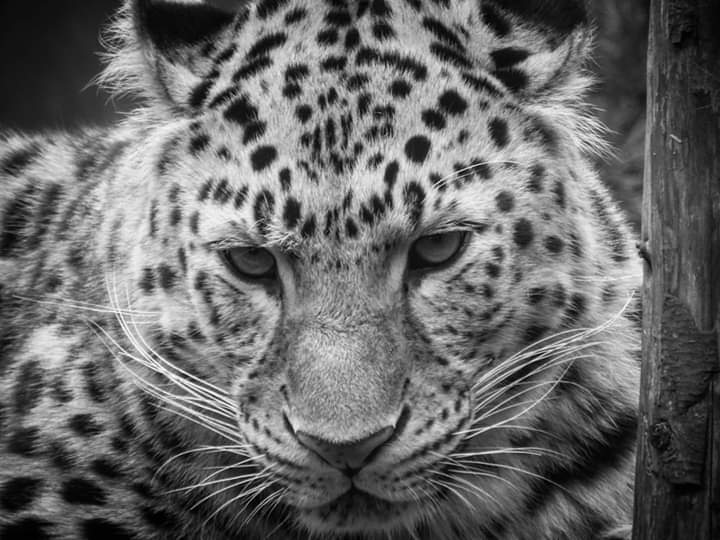 Amur Leopard Twycross Zoo
