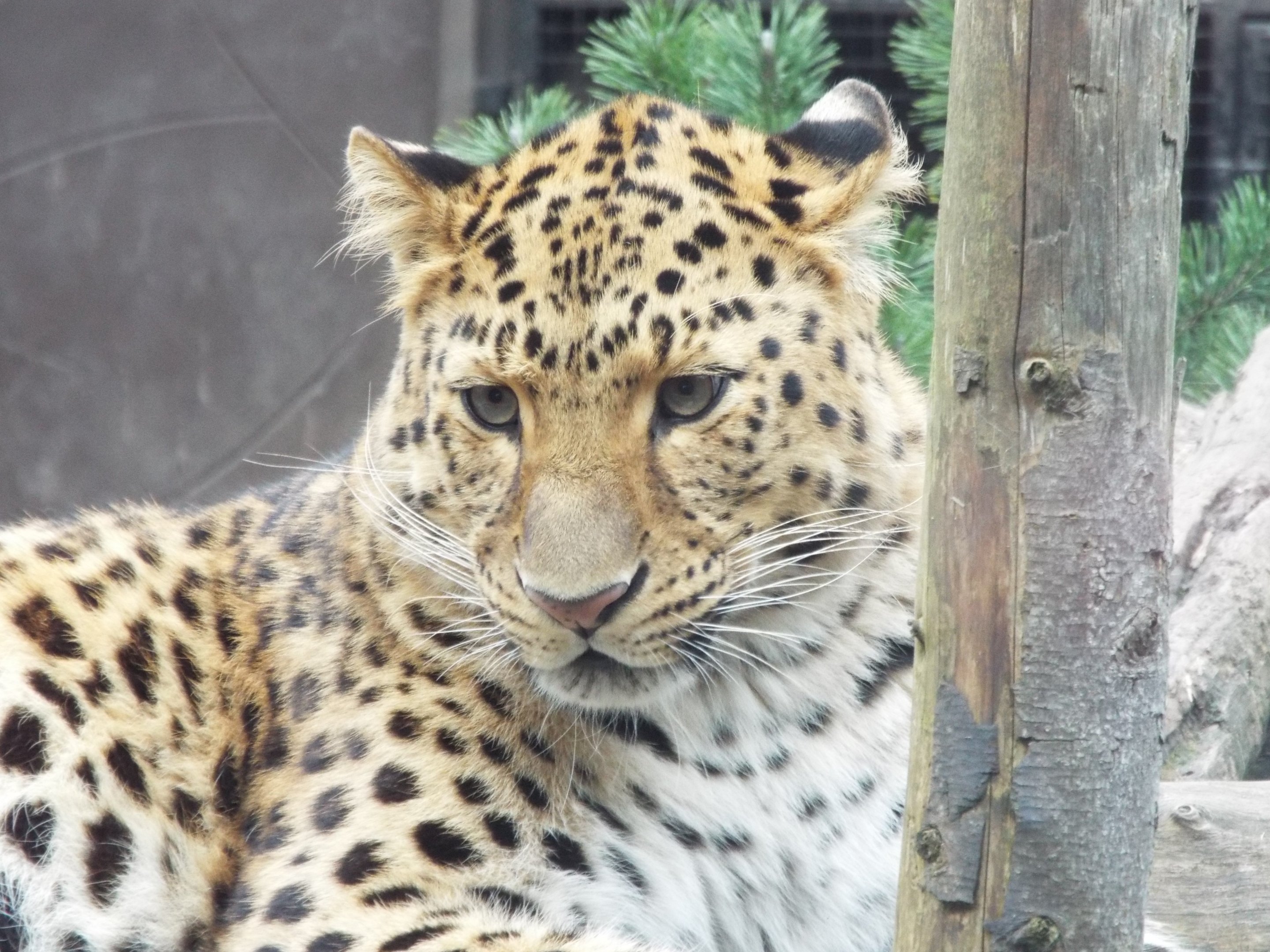 Amur Leopard - Twycross Zoo