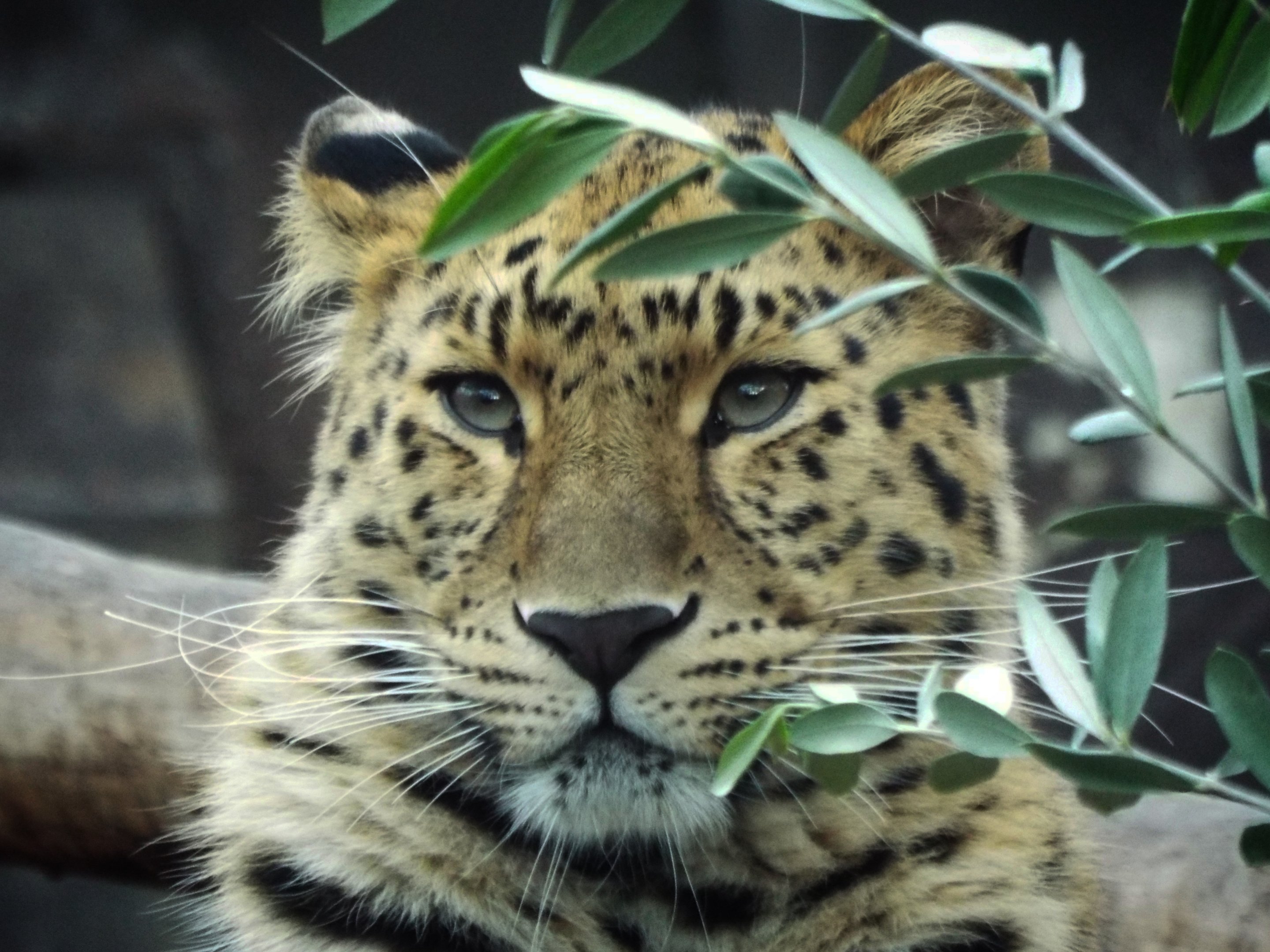 Amur Leopard - Twycross