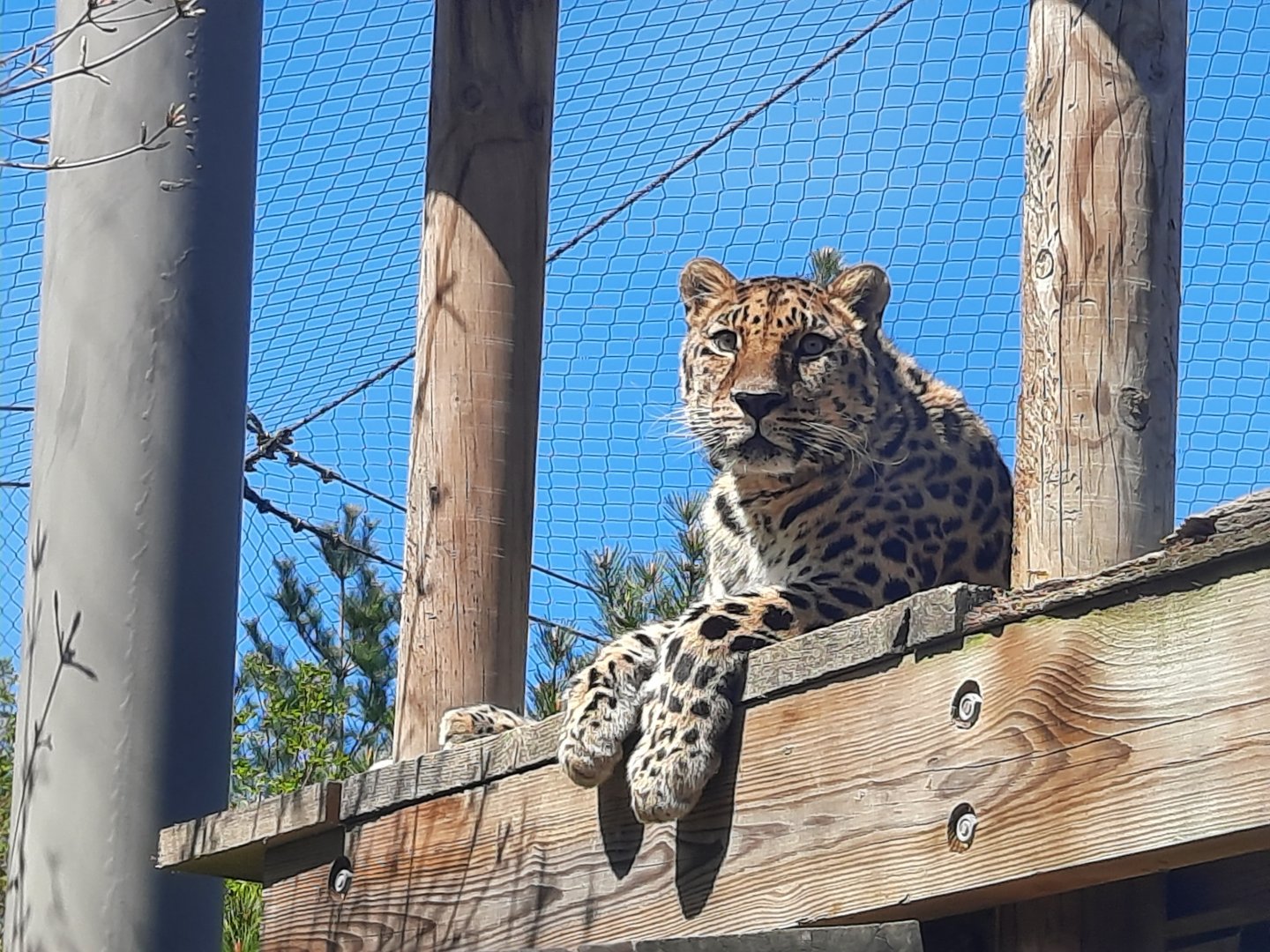 Amur Leopard Up High