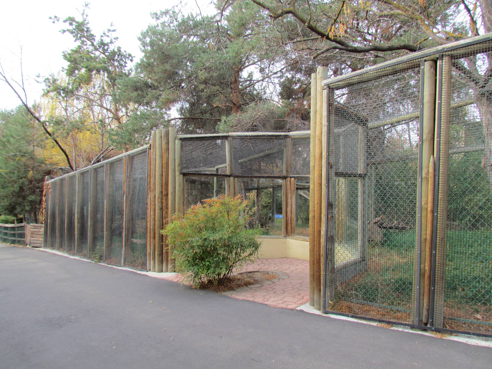 Amur Leopard - Upper Viewing