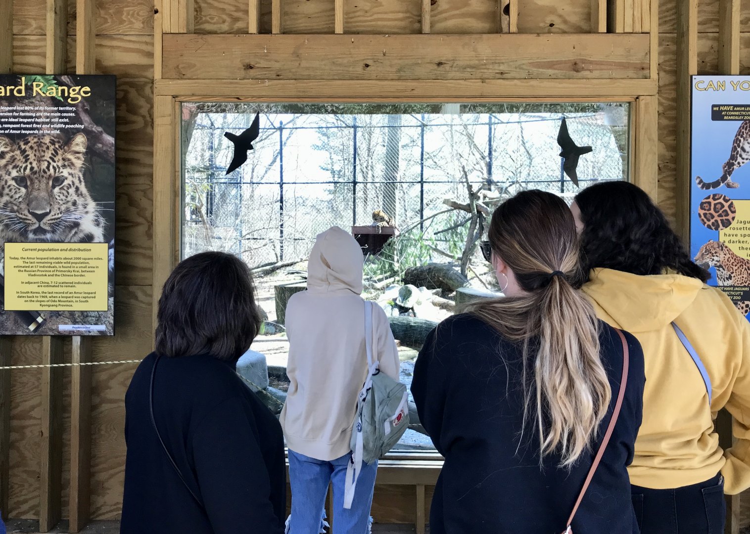 Amur Leopard Viewing