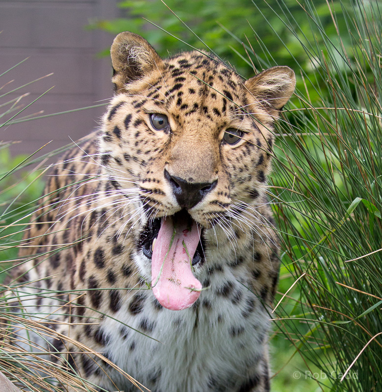 Amur leopard : WHF Big Cat Sanctuary : 04 May 2017