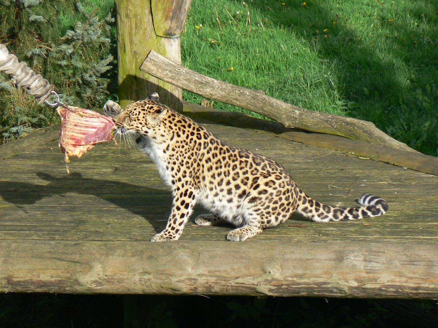 Amur leopard with lunch - 16 October 2019