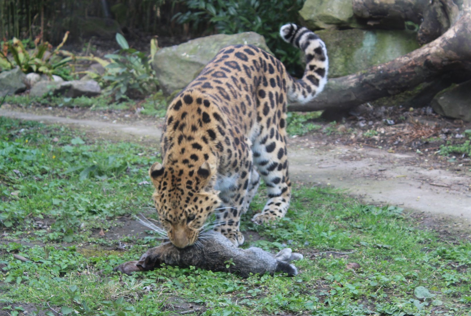Amur leopard with prey