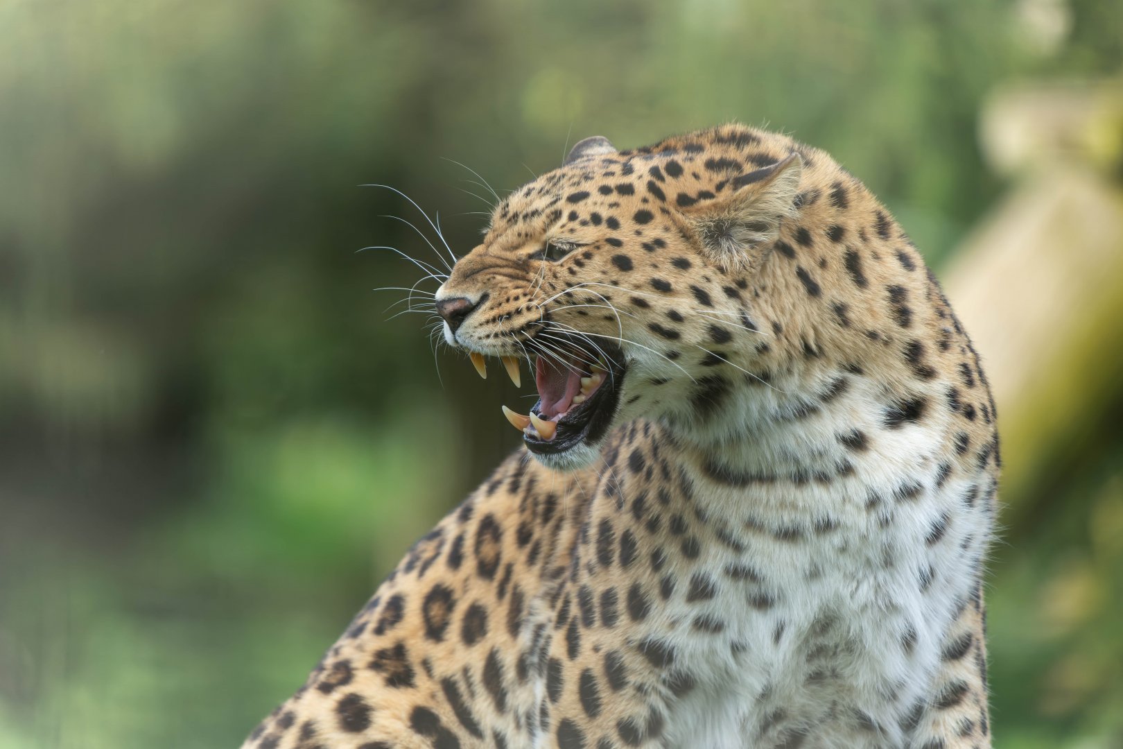 Amur leopard, YWP, UK
