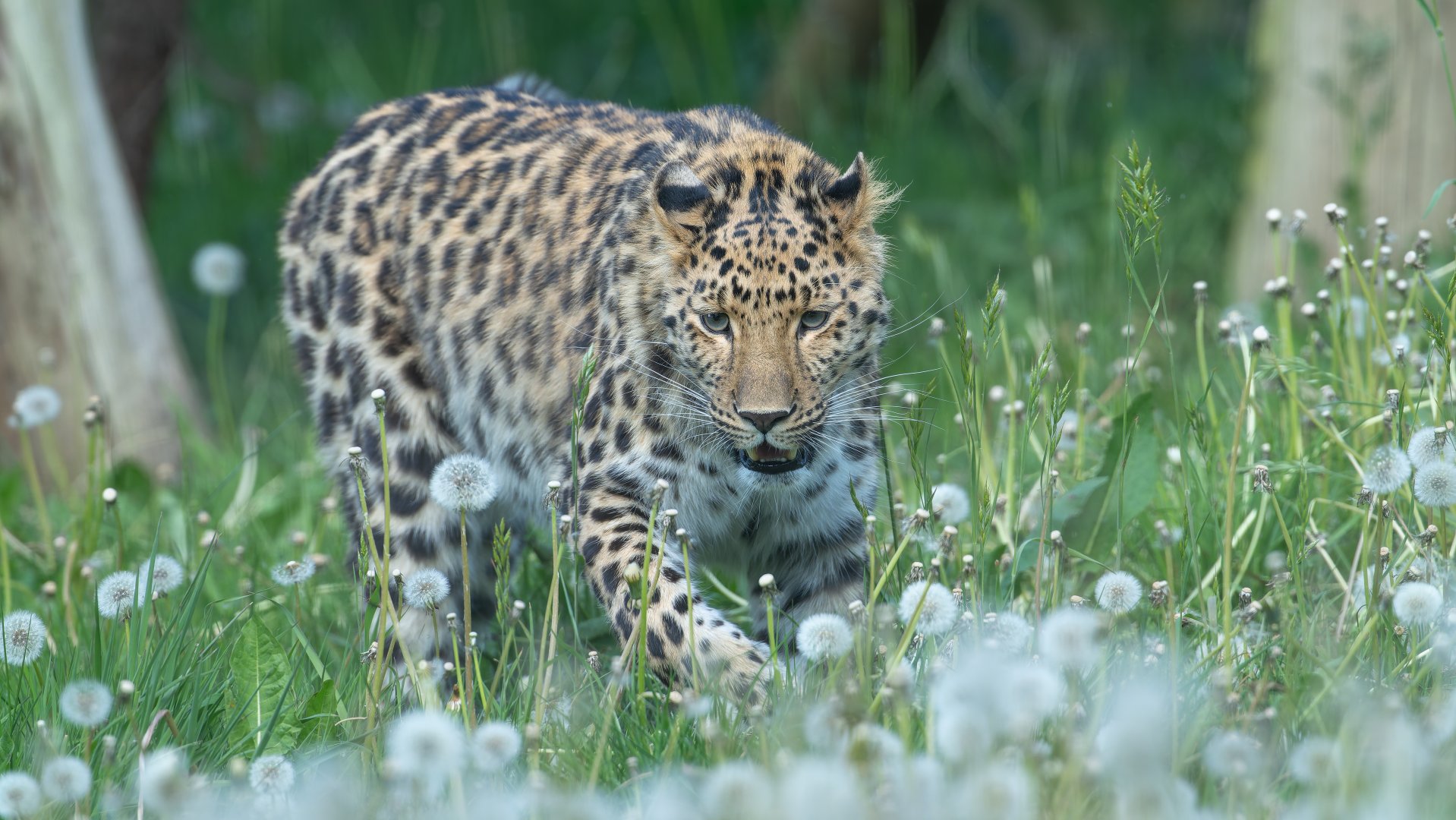 Amur Leopard, YWP, UK