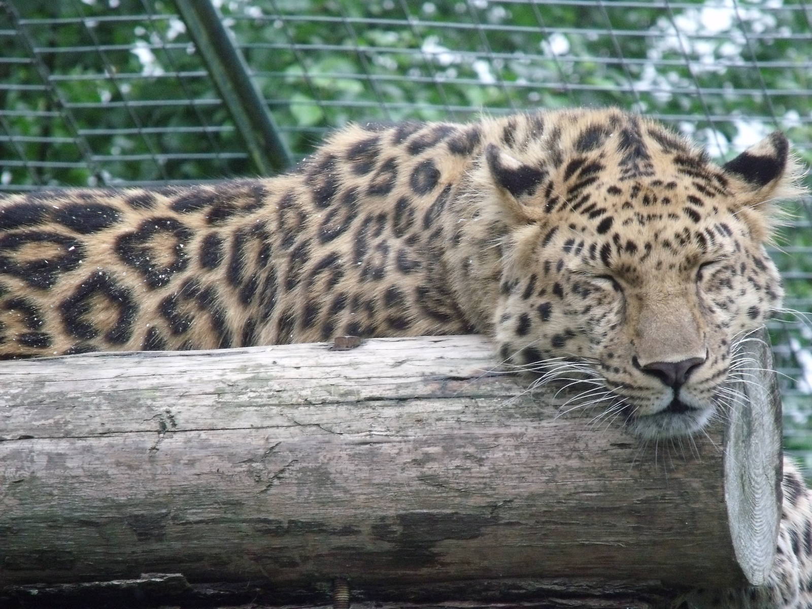 Amur Leopard