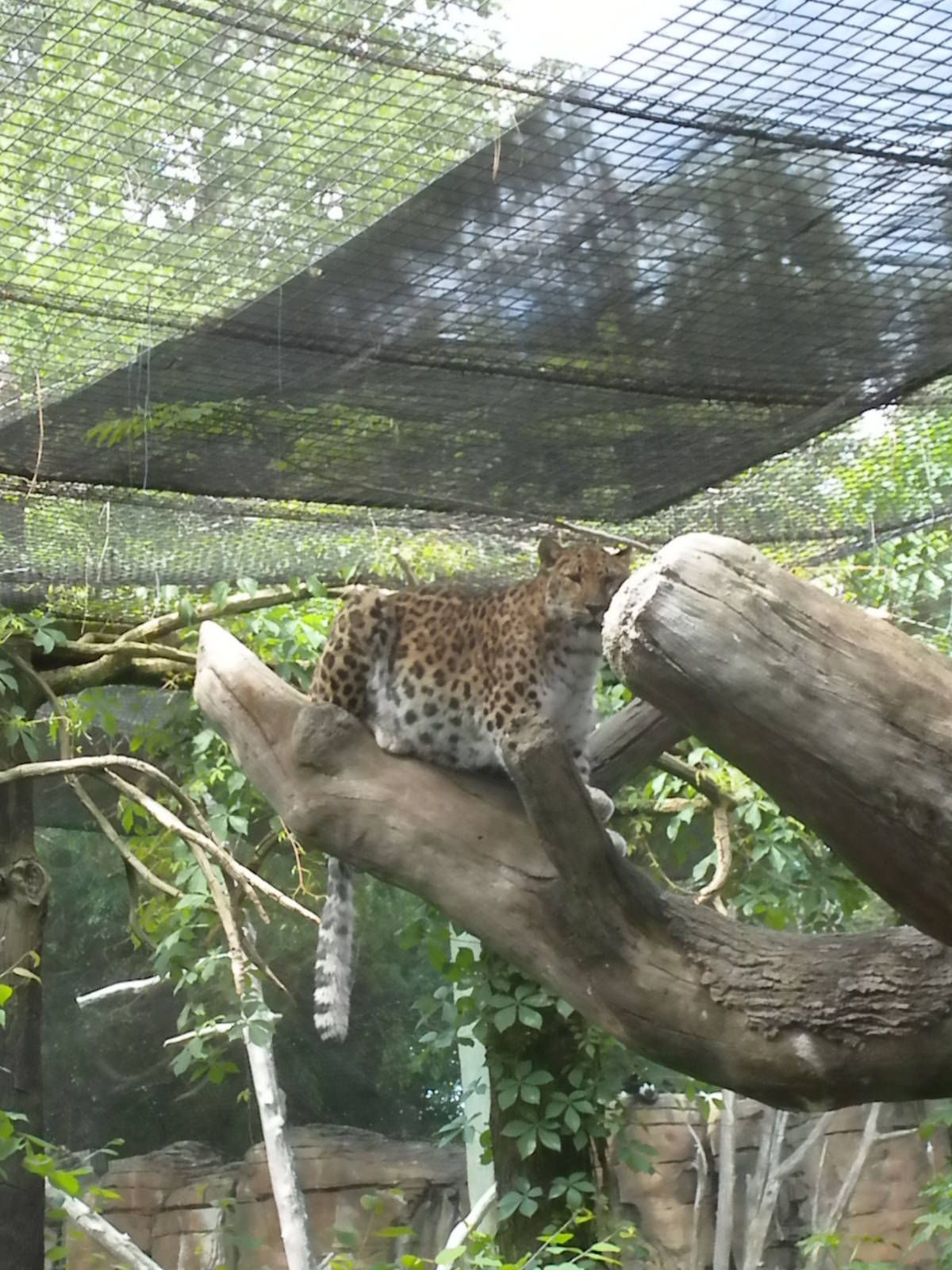Amur Leopard