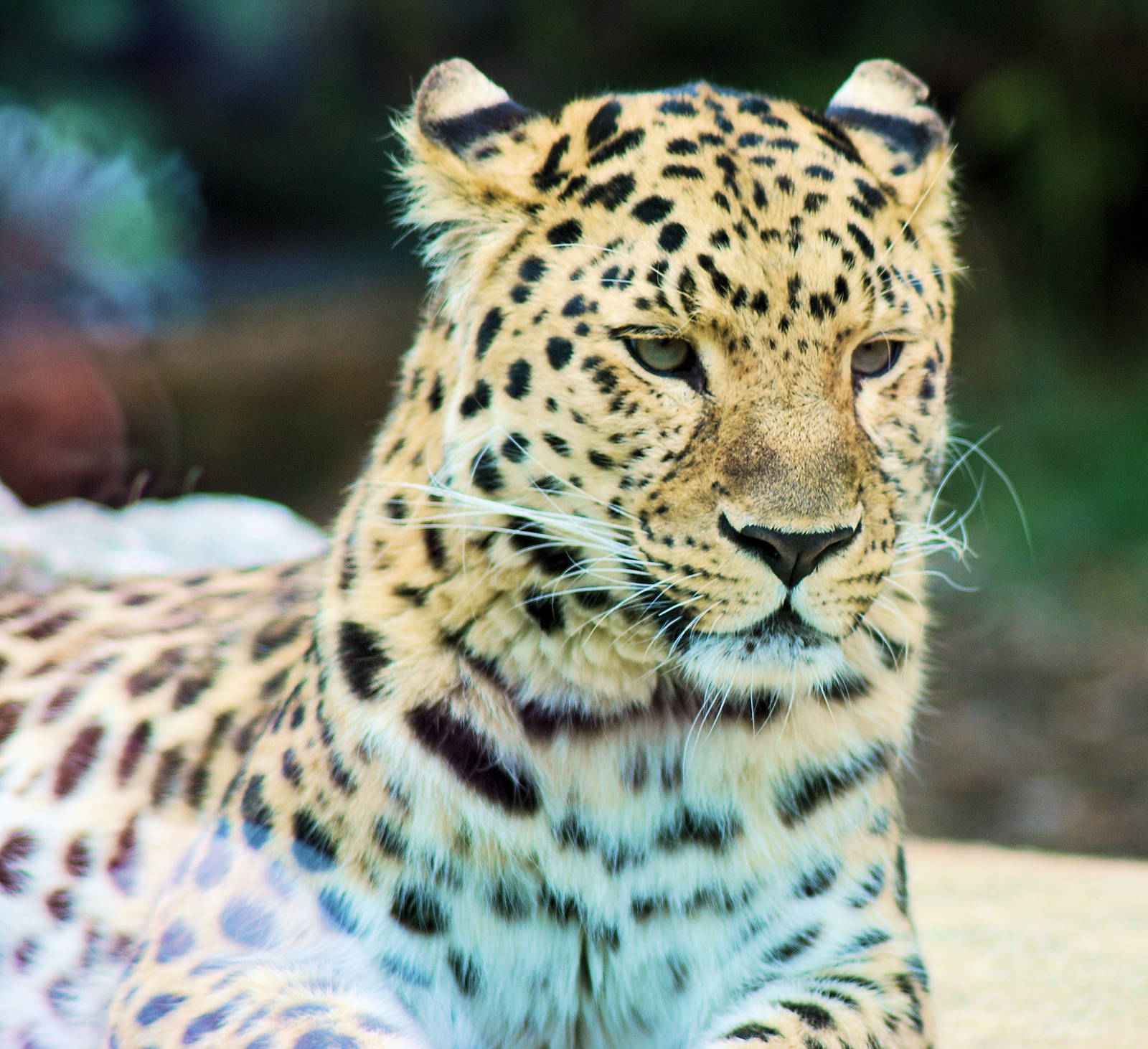 AMUR LEOPARD