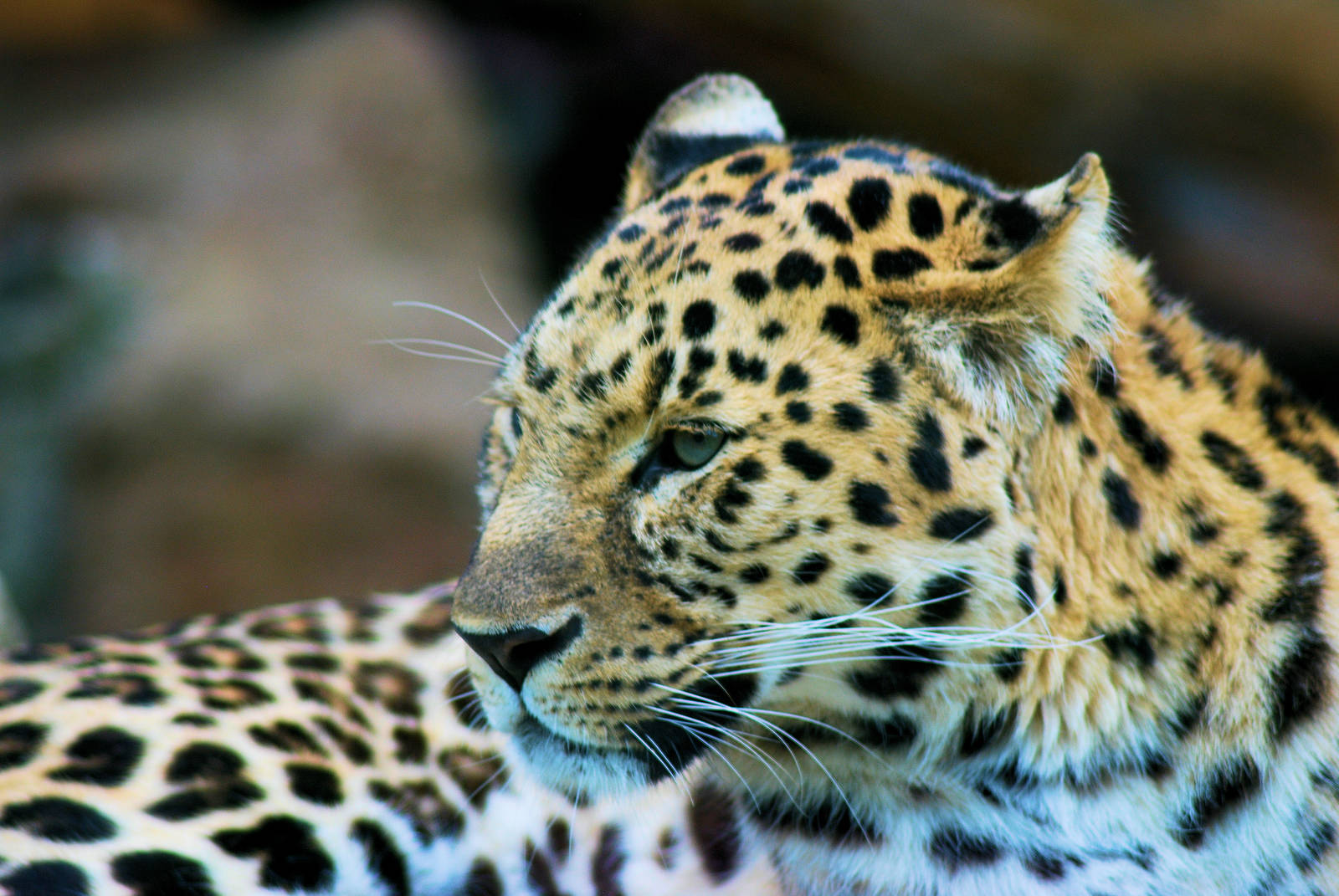 AMUR LEOPARD