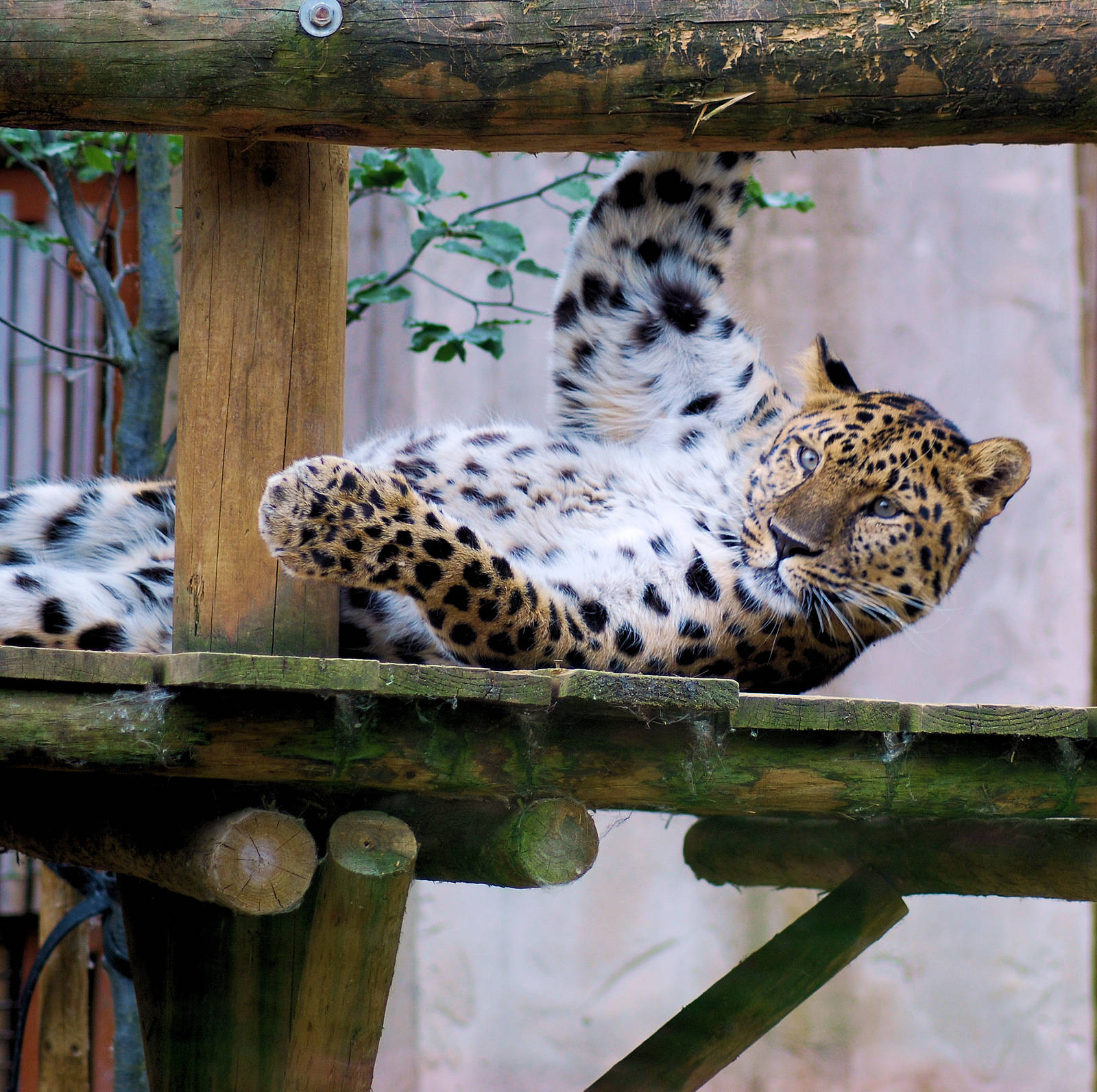 AMUR LEOPARD