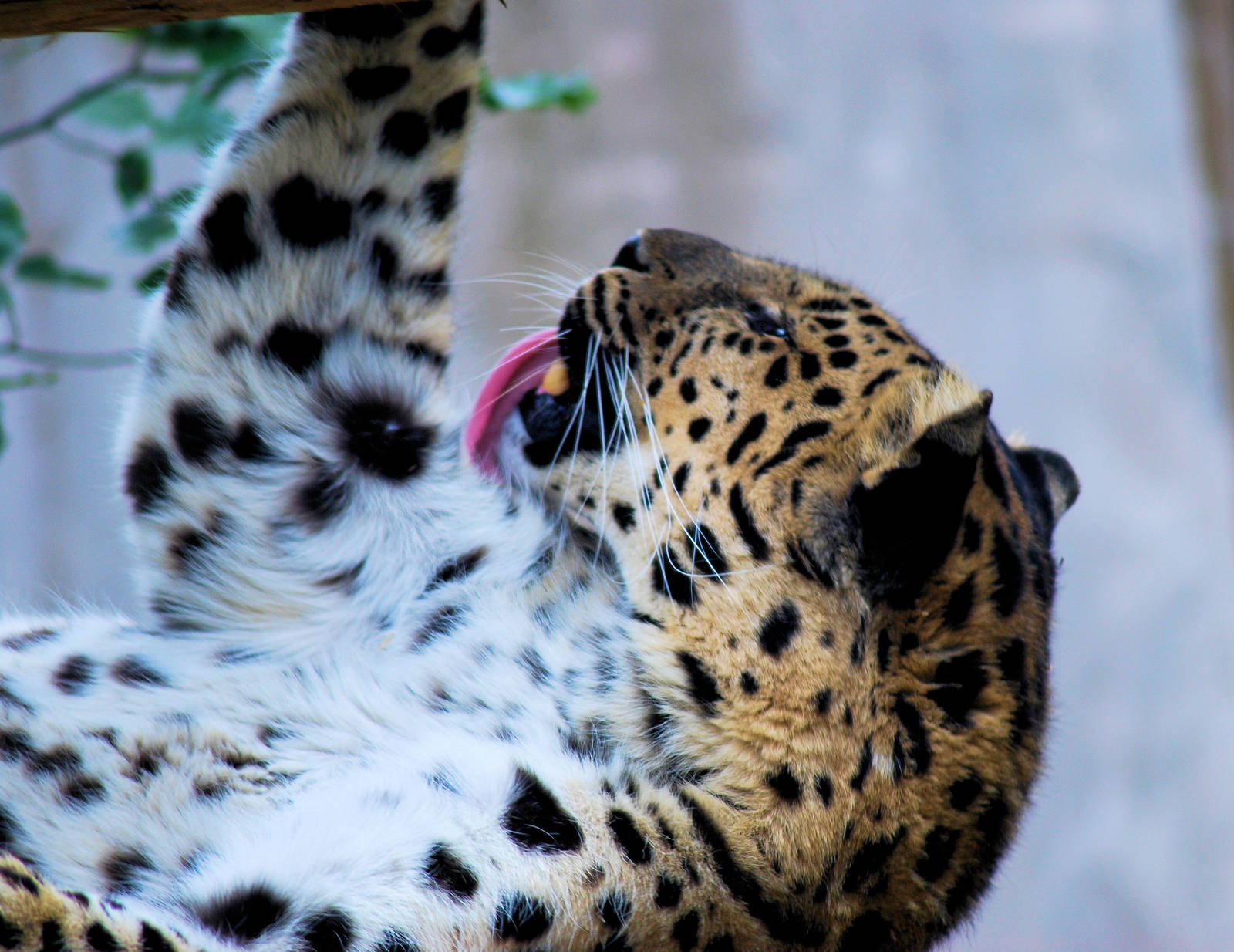AMUR LEOPARD