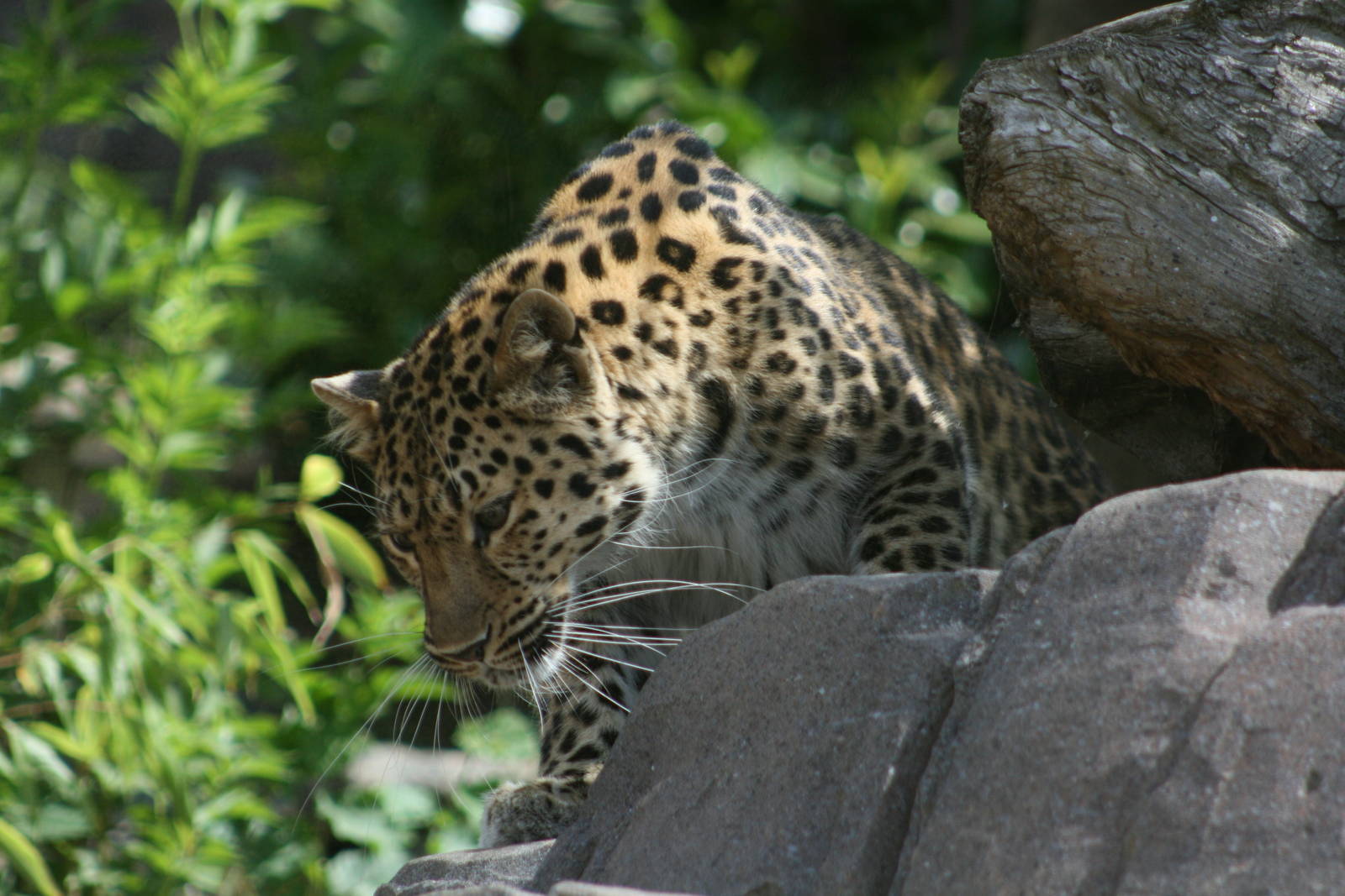Amur leopard