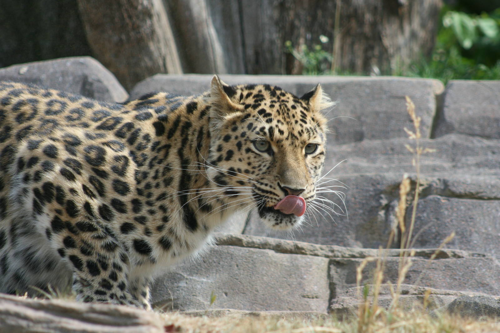 Amur leopard