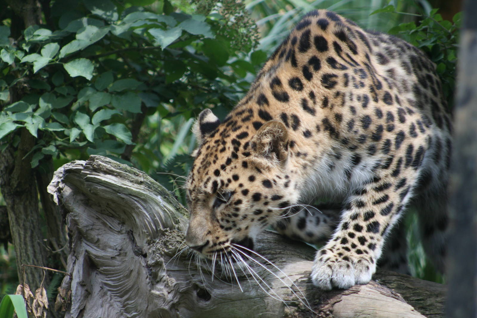 Amur leopard