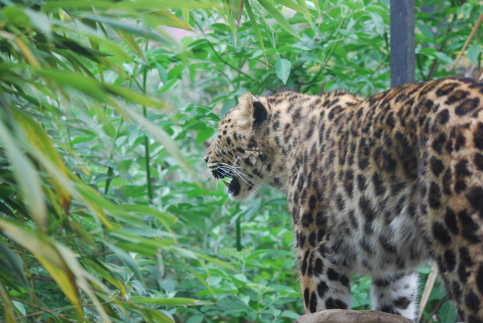 Amur leopard