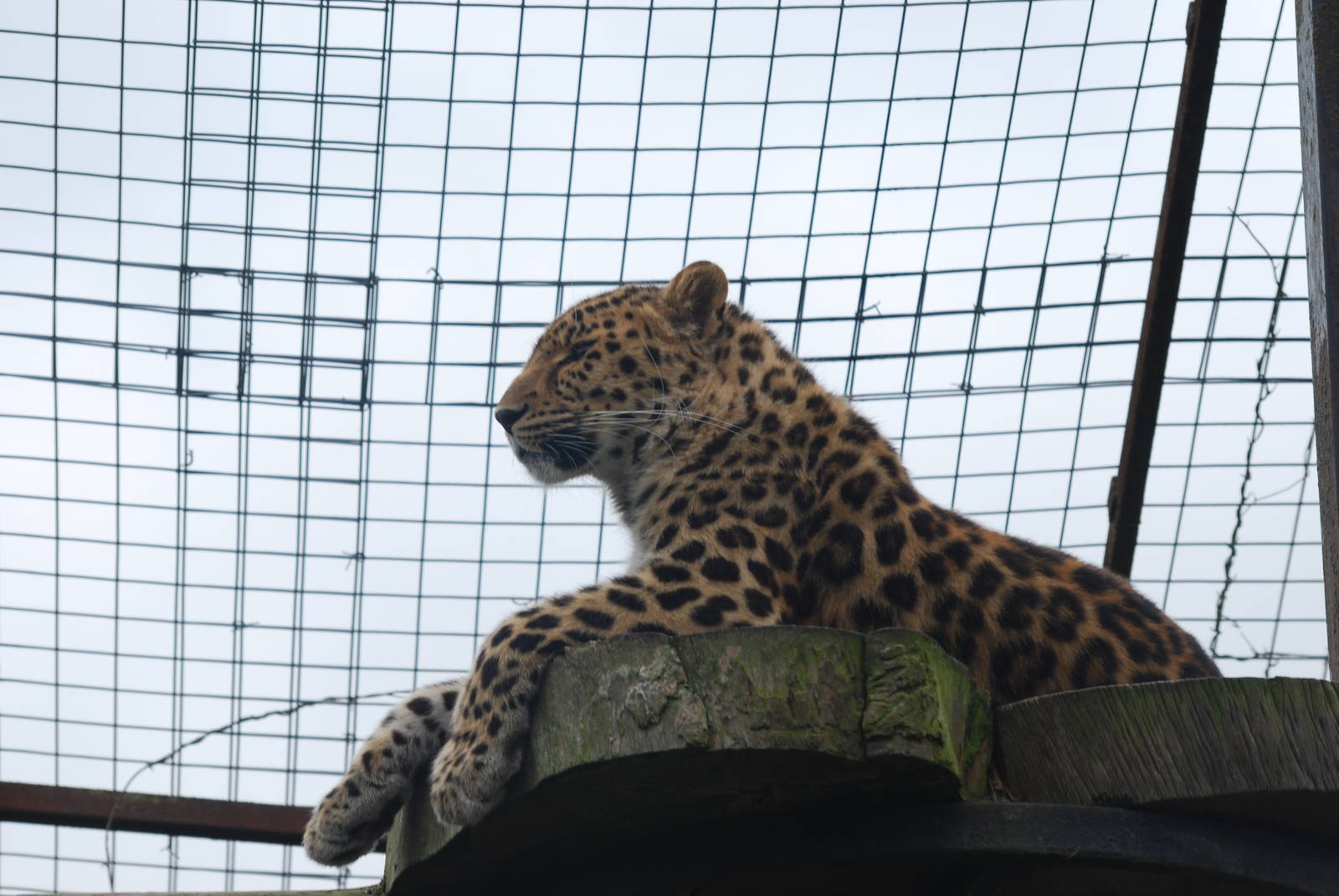 Amur leopard