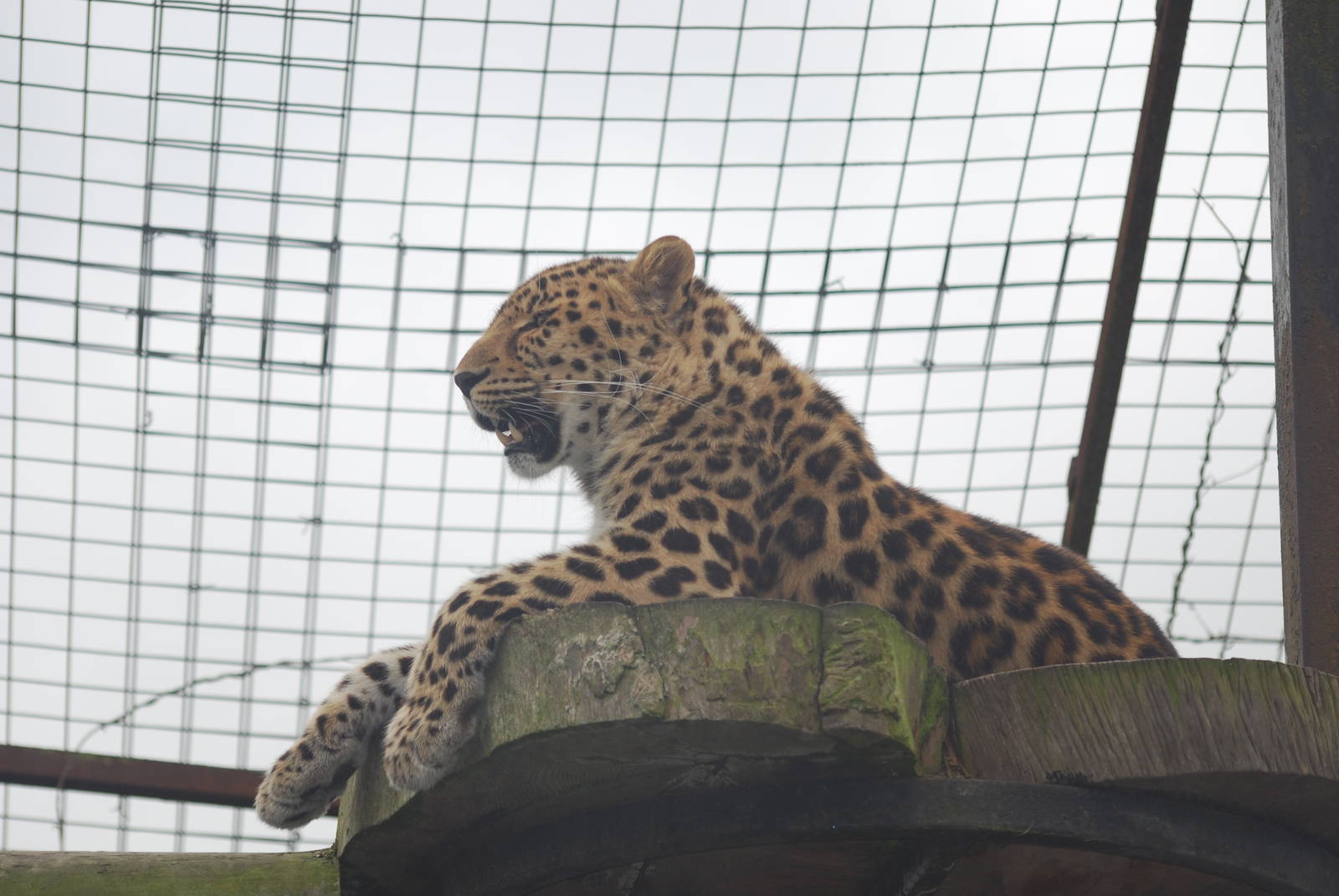 Amur leopard