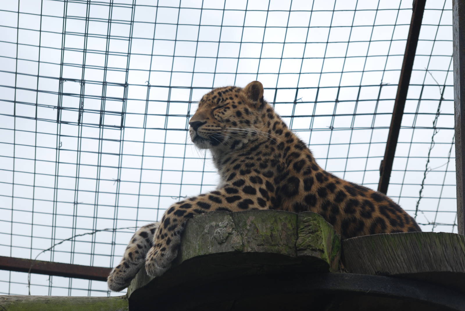 Amur leopard