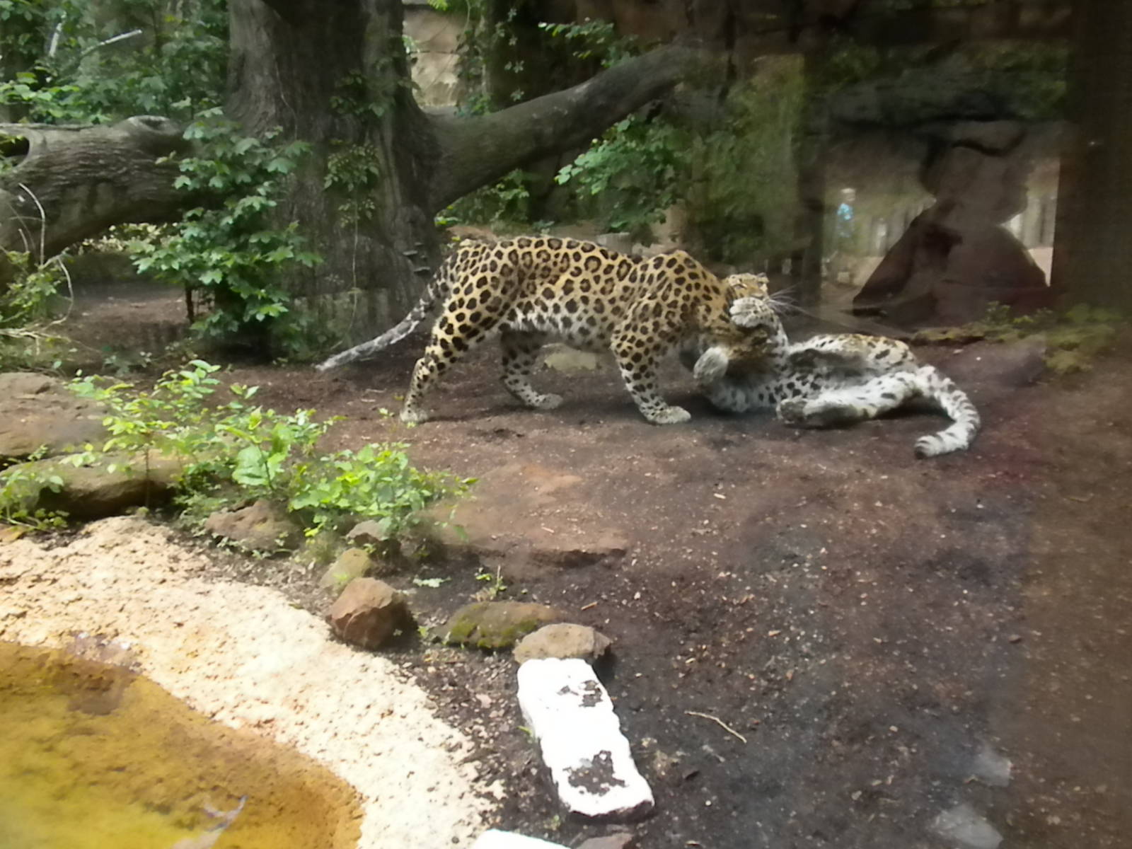 Amur Leopard