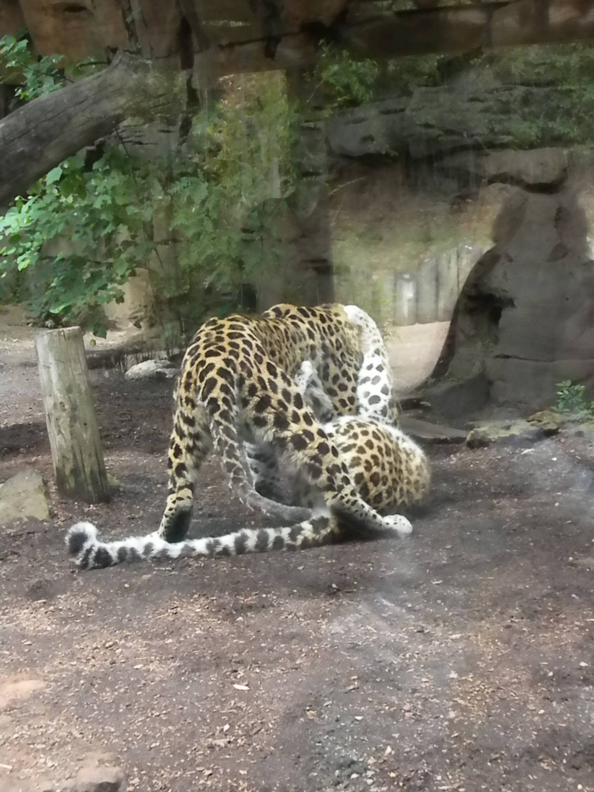 Amur Leopard