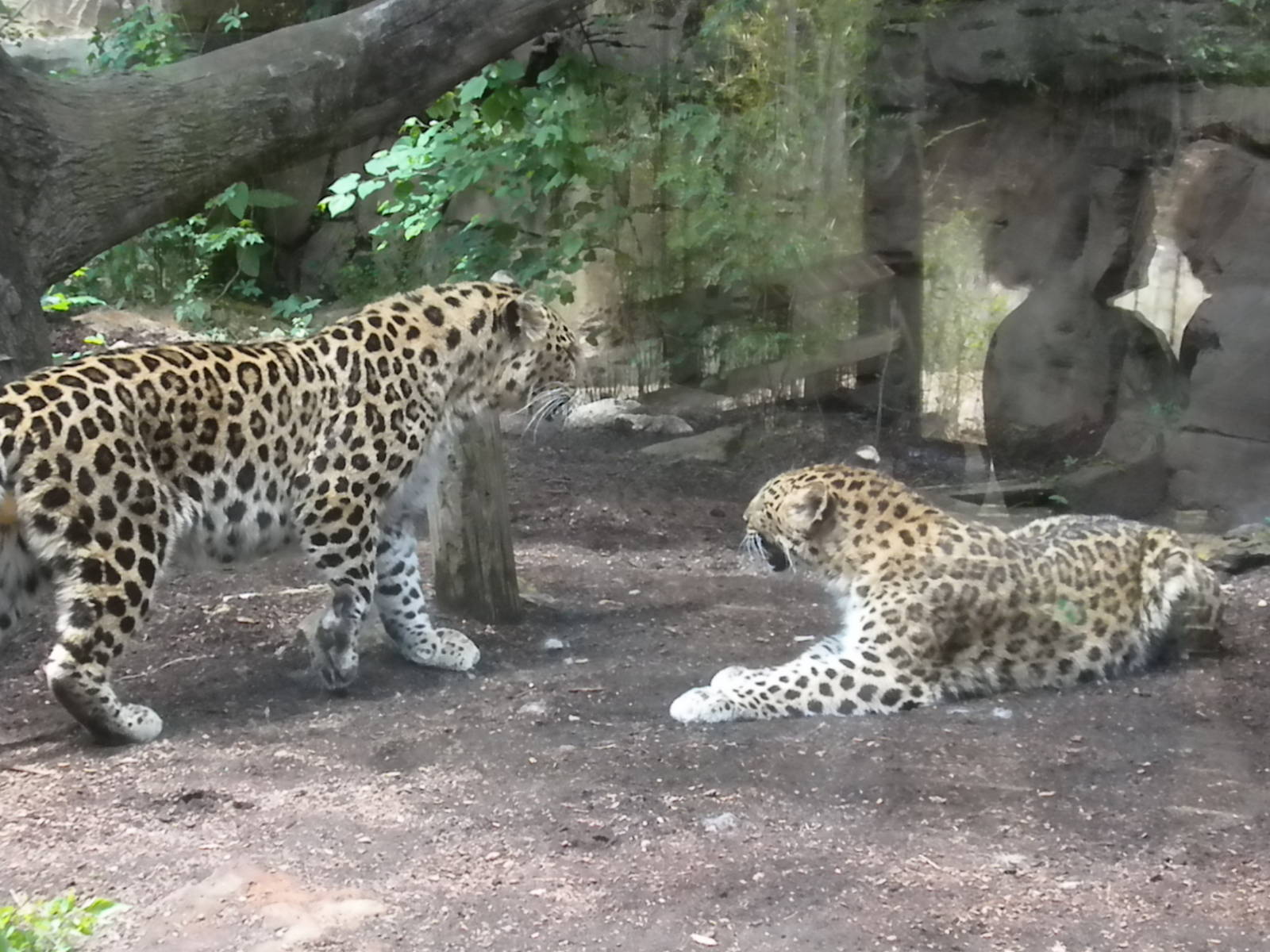 Amur Leopard