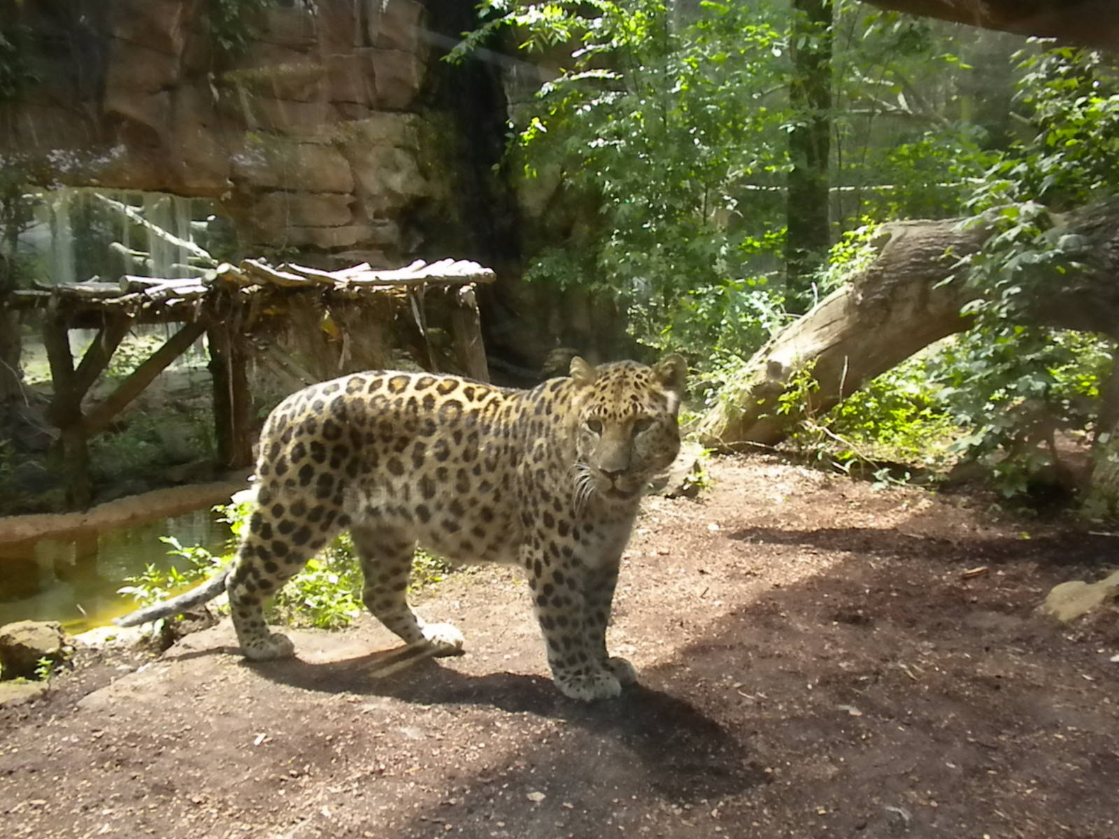 Amur Leopard