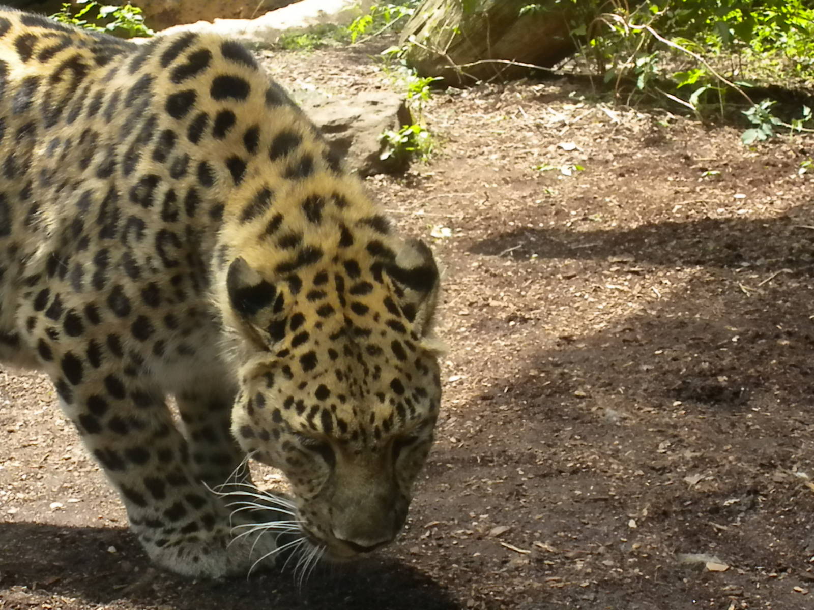 Amur Leopard