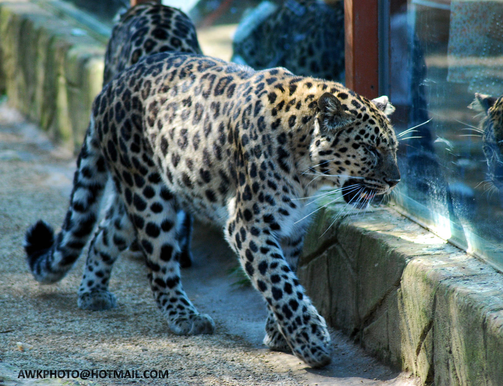 AMUR LEOPARD