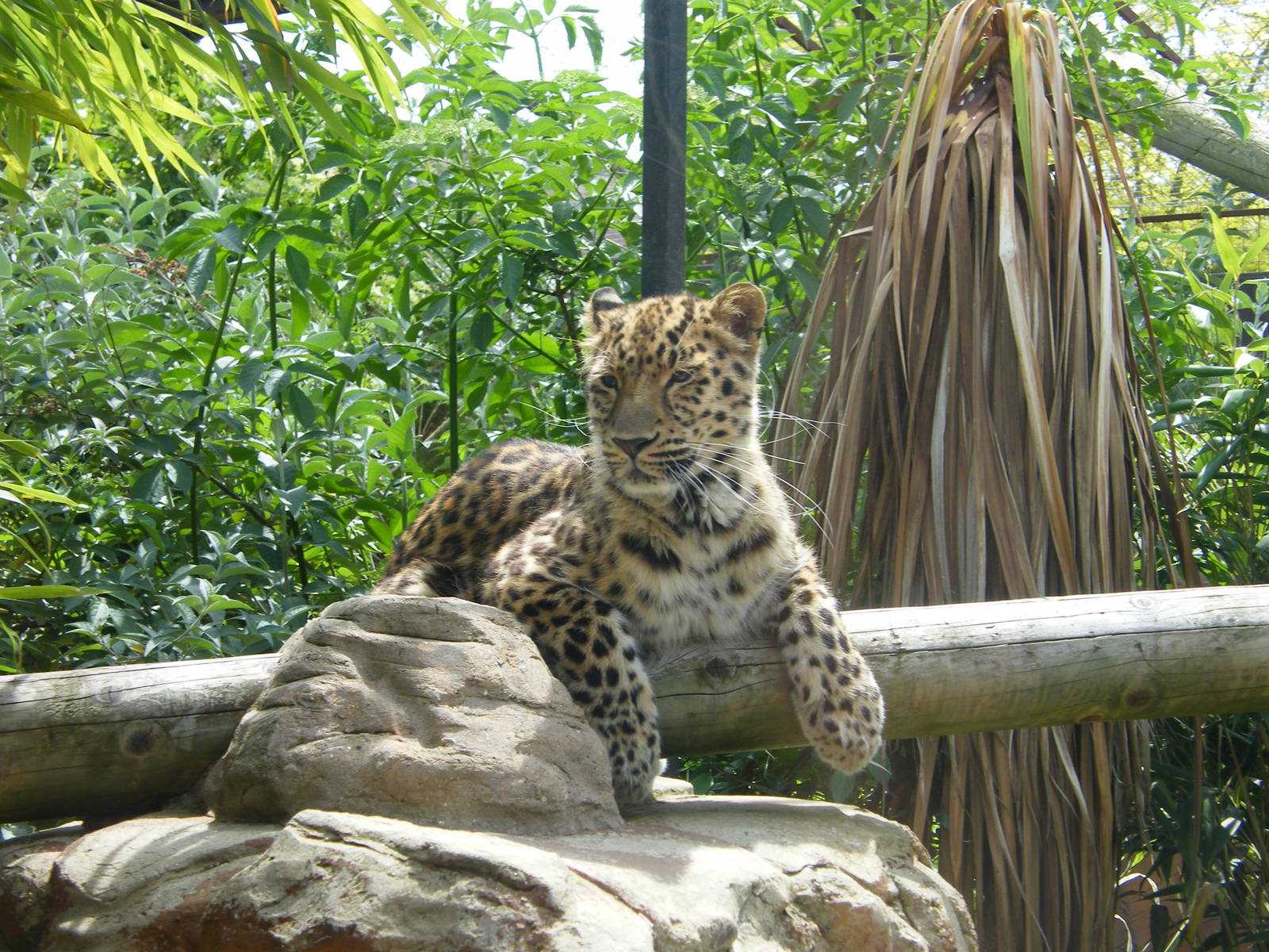 Amur Leopard