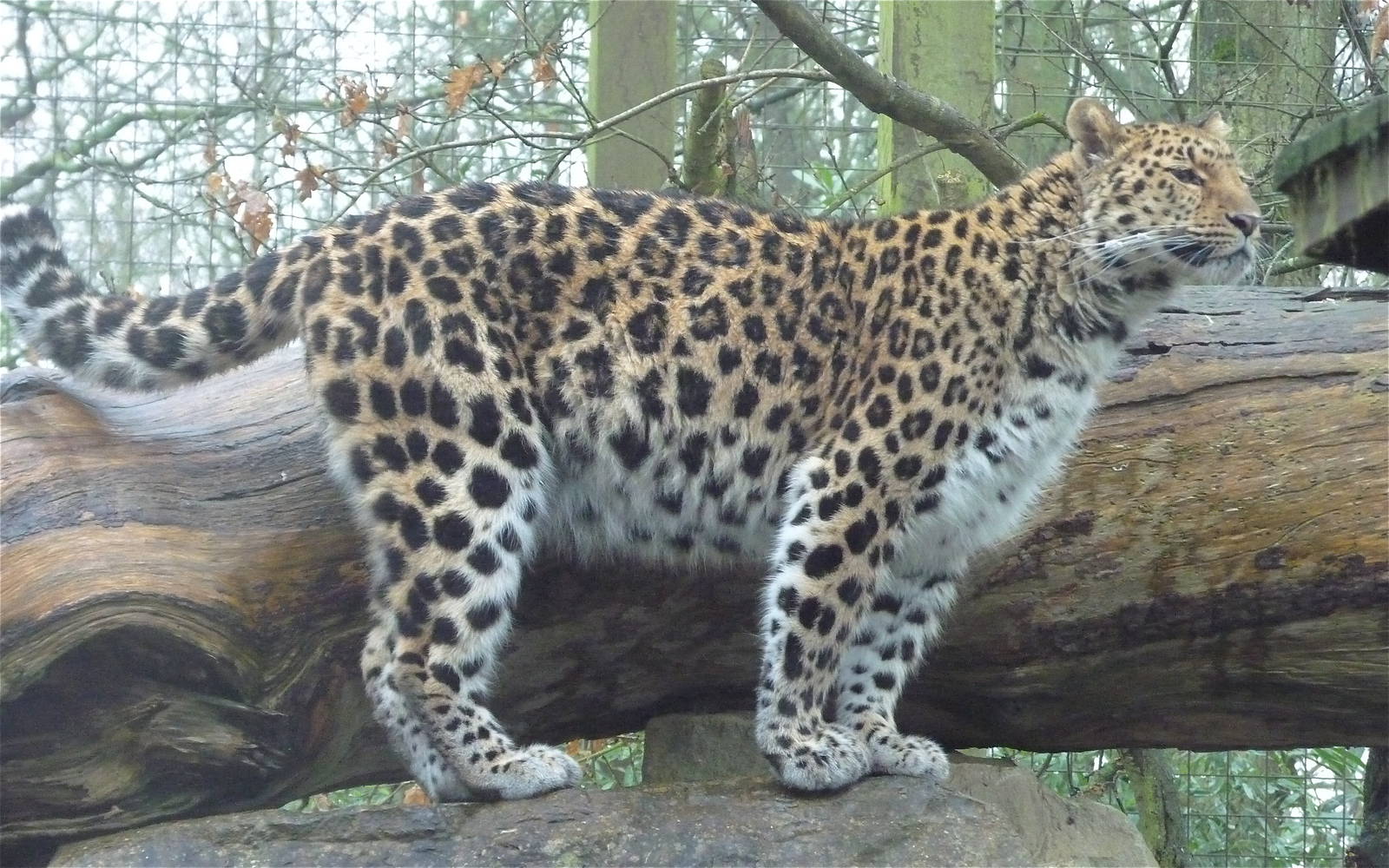 Amur Leopard