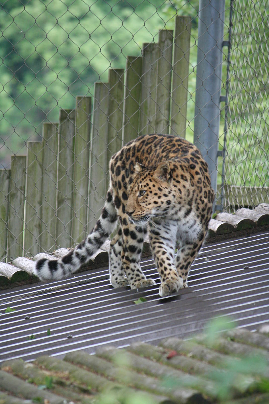 Amur leopard