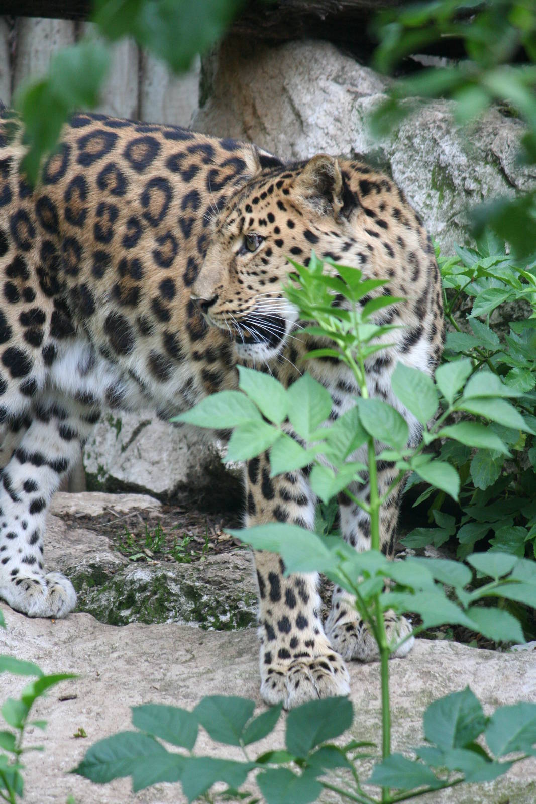Amur leopard
