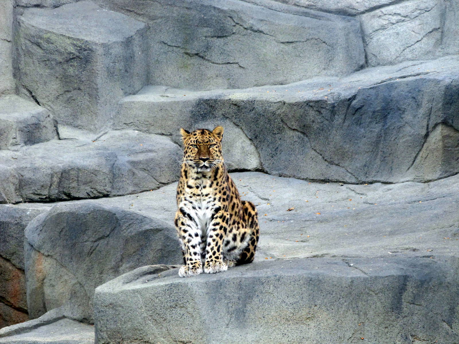 Amur Leopard