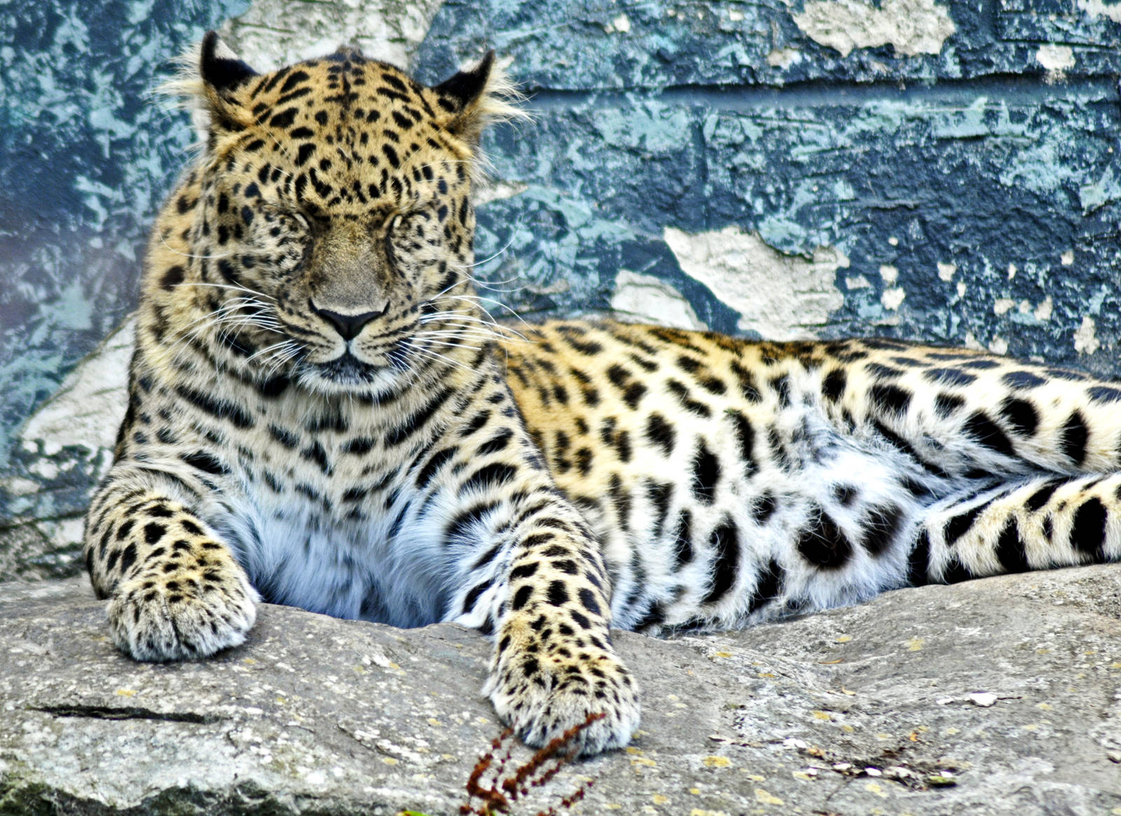 Amur Leopard