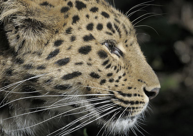 Amur leopard