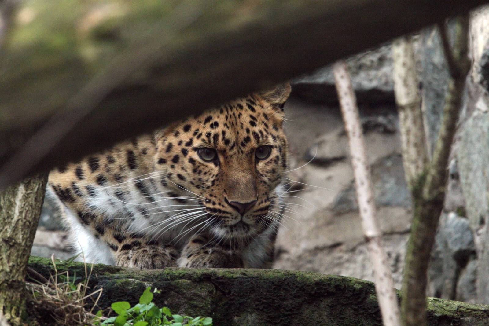 Amur Leopard