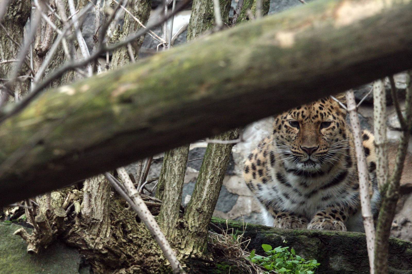 Amur Leopard