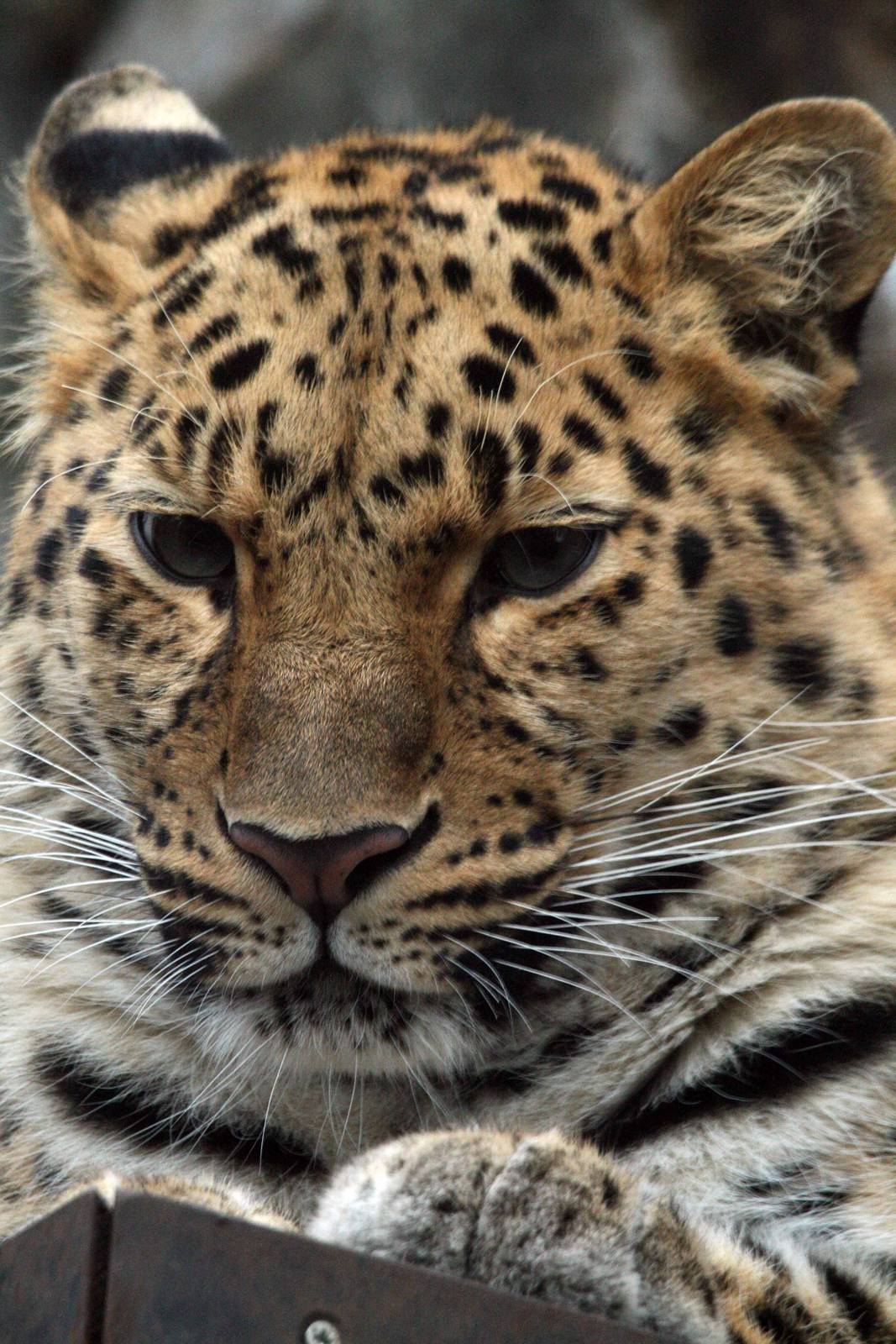 Amur Leopard