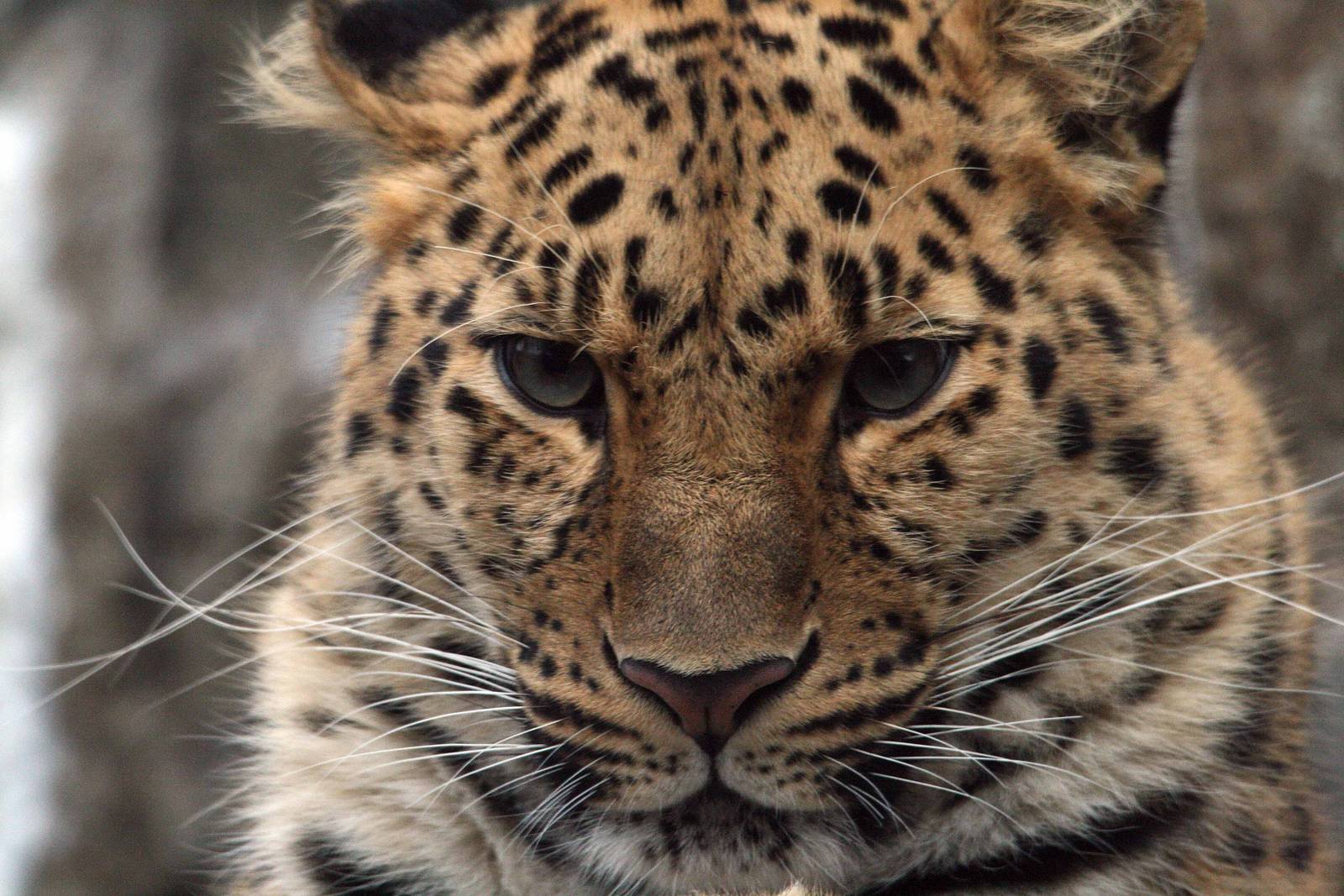 Amur Leopard