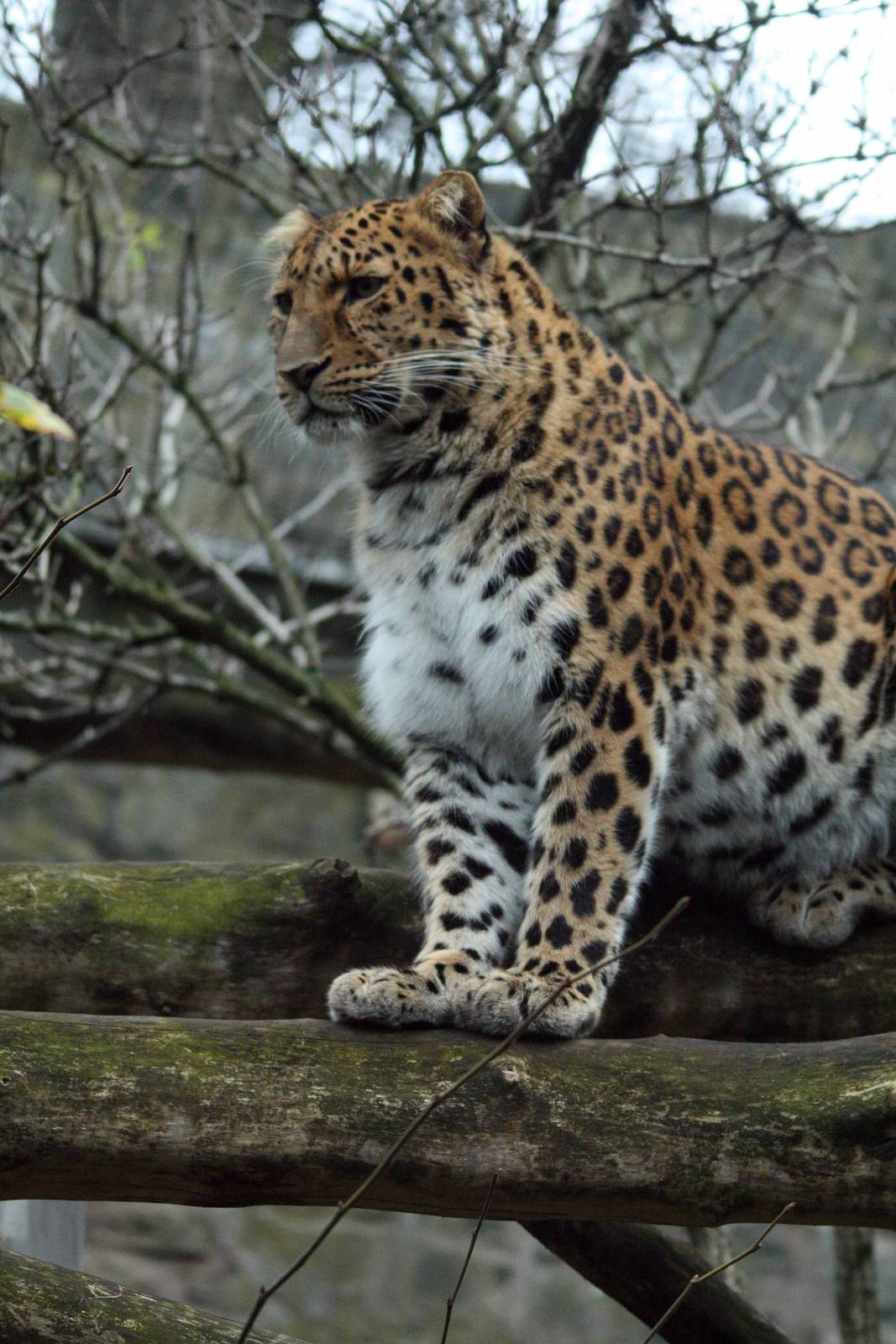 Amur Leopard