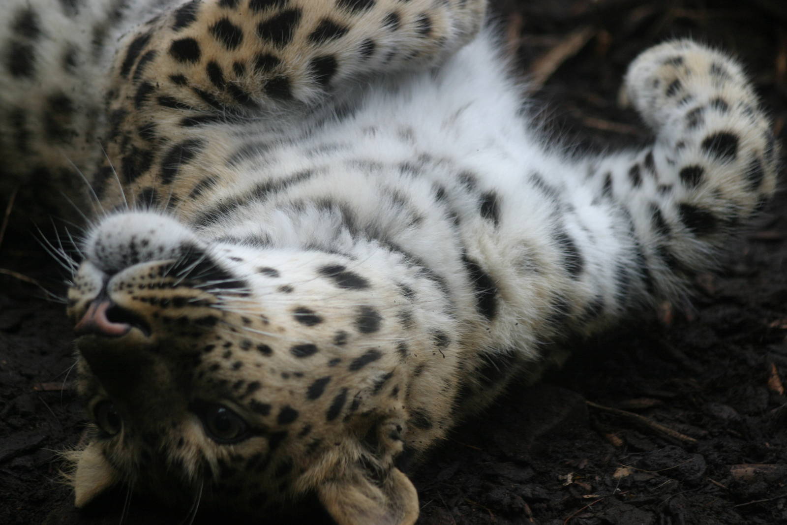 Amur Leopard