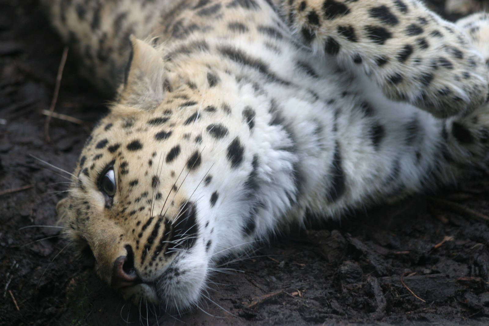 Amur Leopard