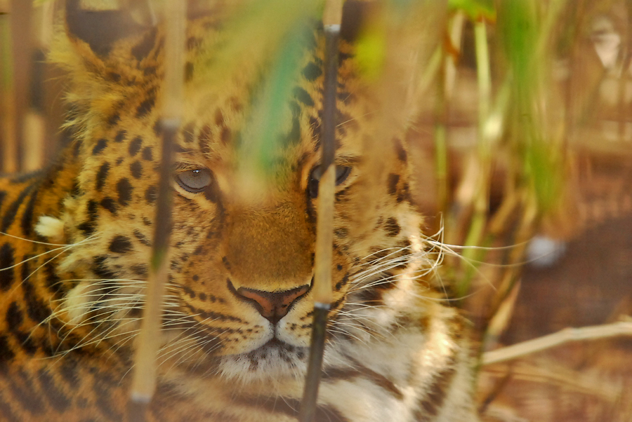 amur leopard