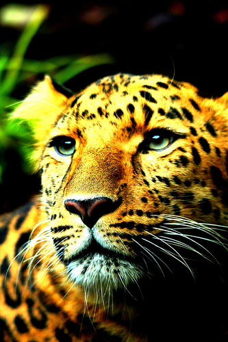 Amur Leopard