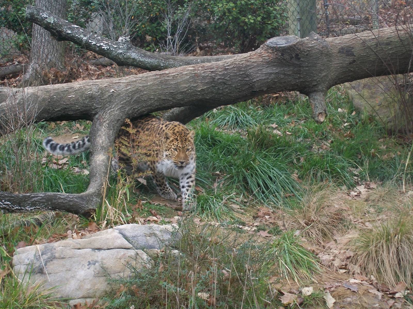 Amur Leopard