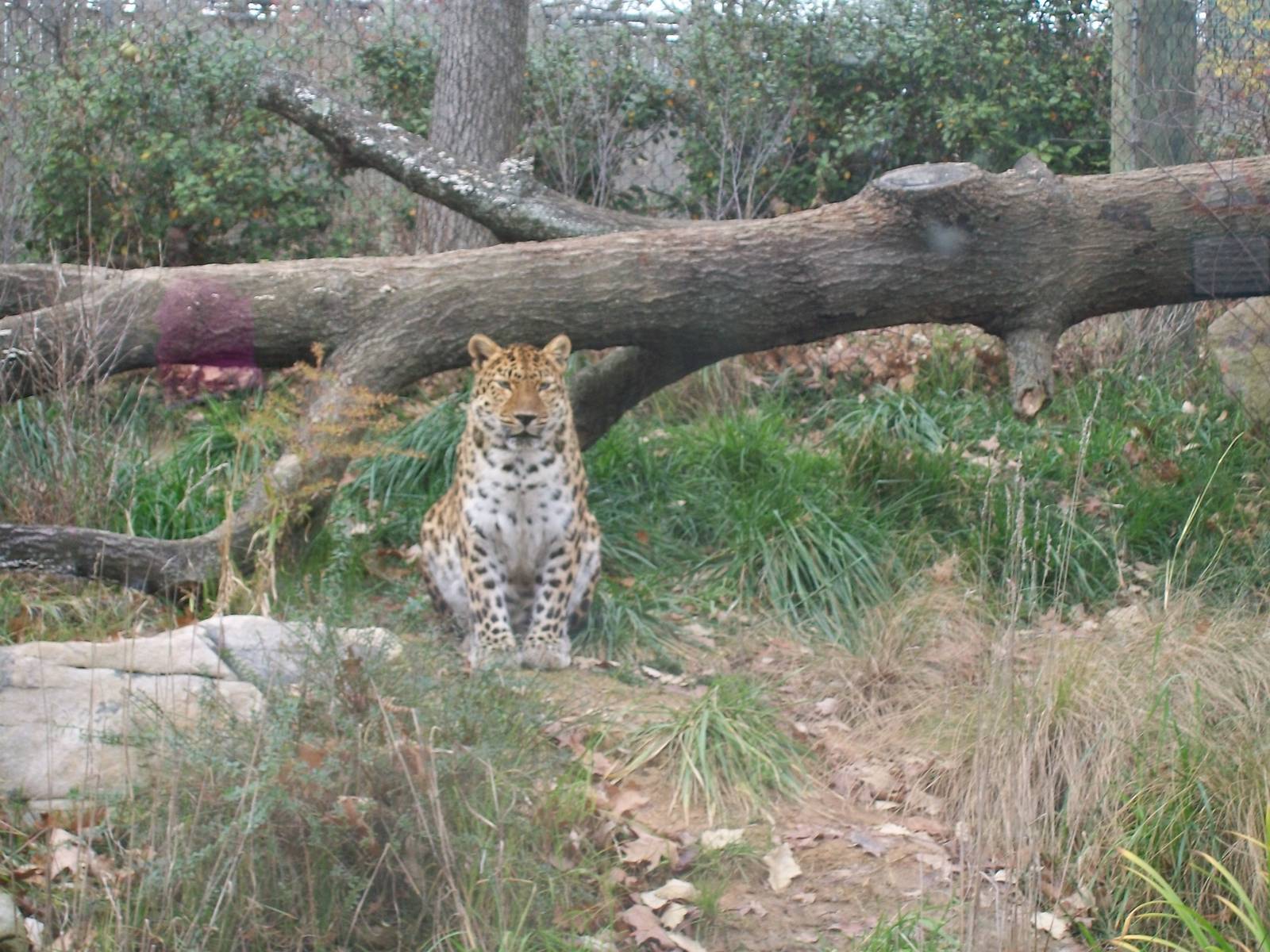 Amur Leopard