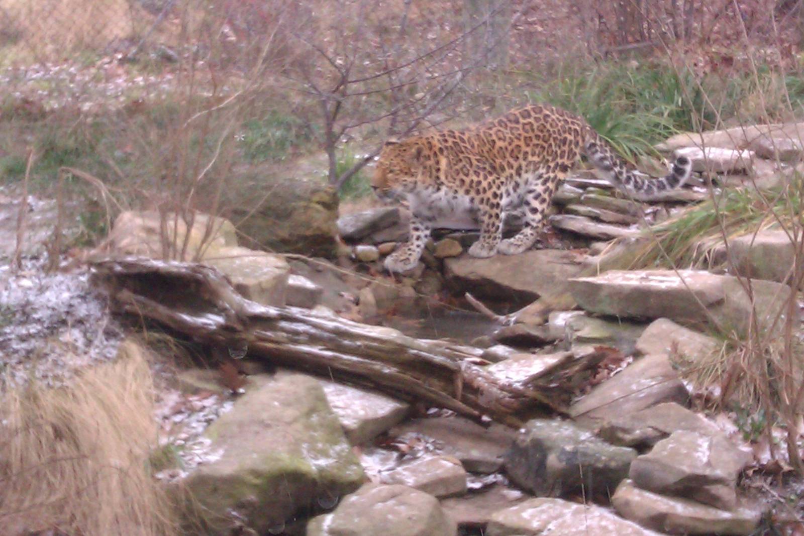 Amur Leopard